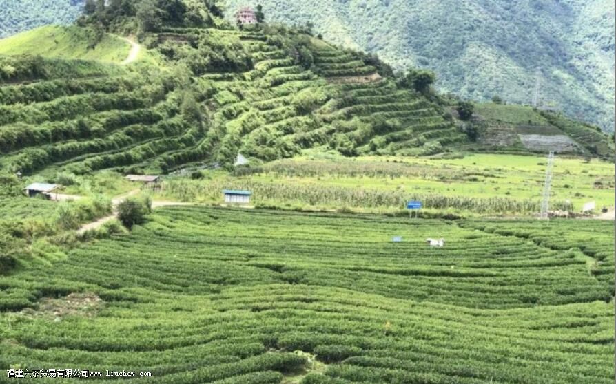 墨脱绿茶是什么茶 墨脱绿茶是什么茶