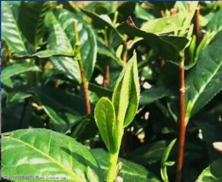 ĵ�����ײ��ص�