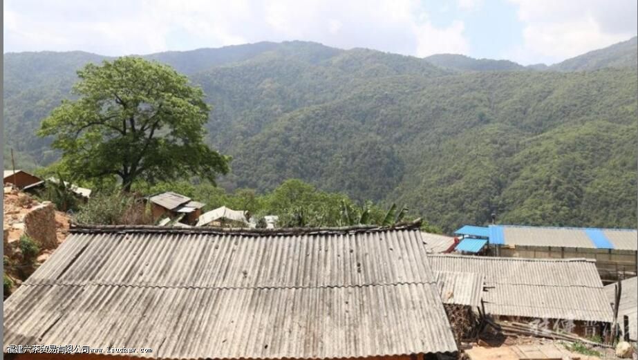南迫普洱茶的特点 南迫普洱茶的特点