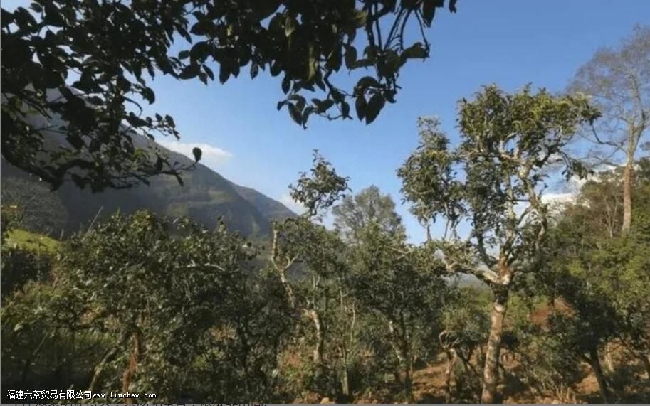 南迫普洱茶的特点 南迫普洱茶的特点