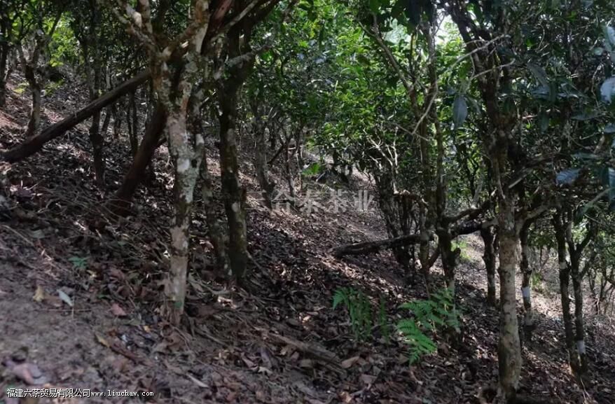 普洱茶何为陈味 普洱茶何为陈味