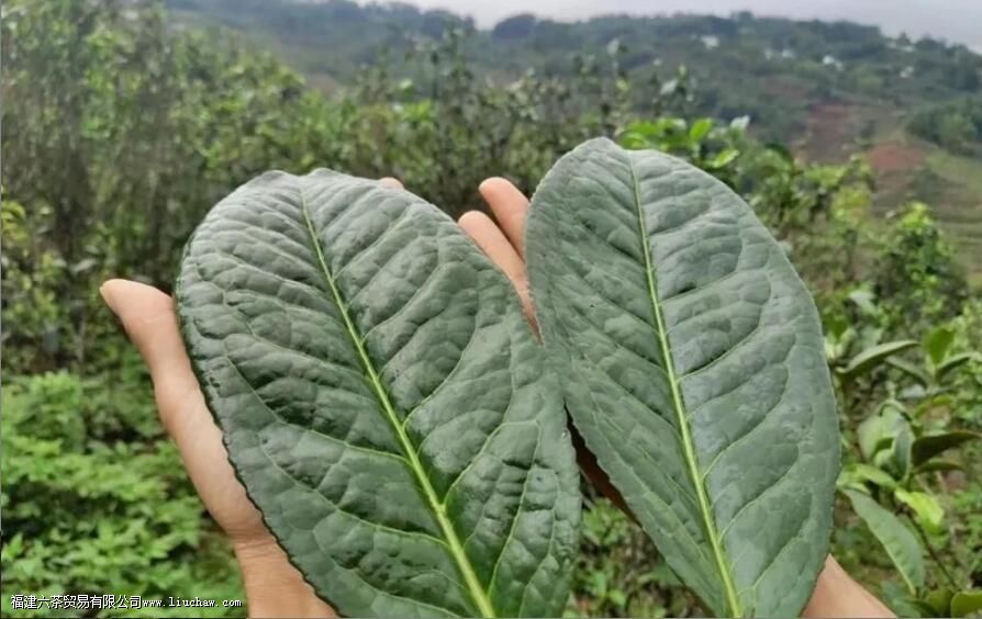 �ն���Ϊʲô��������Ҷ������