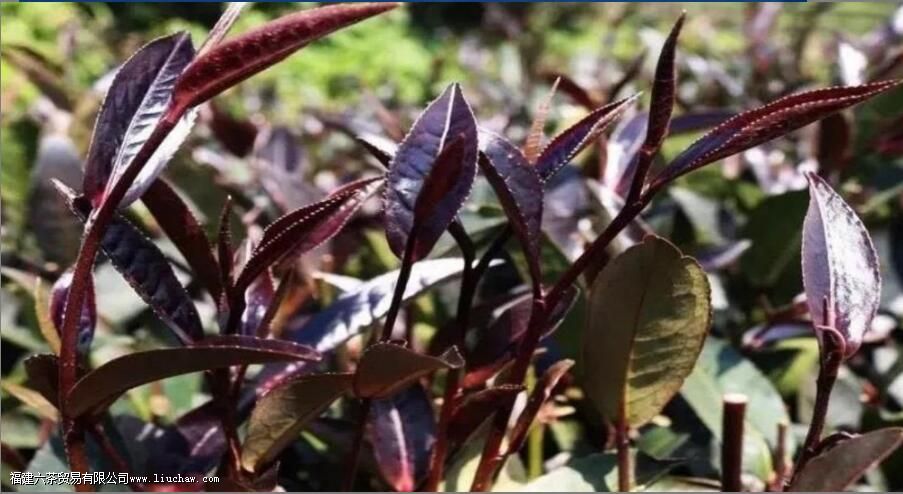 �ն����Ͼ���ص�Ϳڸ�