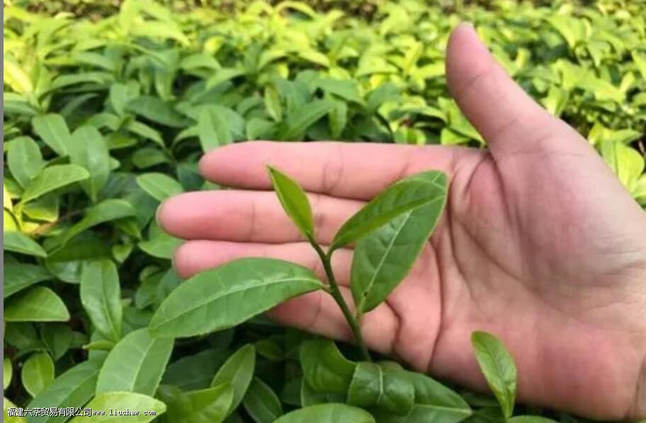 ����������ʲô��