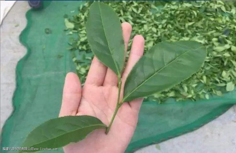 奇兰是什么茶 奇兰是什么茶