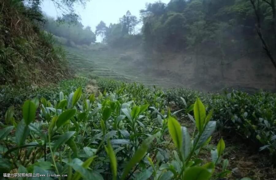 奇兰是什么茶 奇兰是什么茶