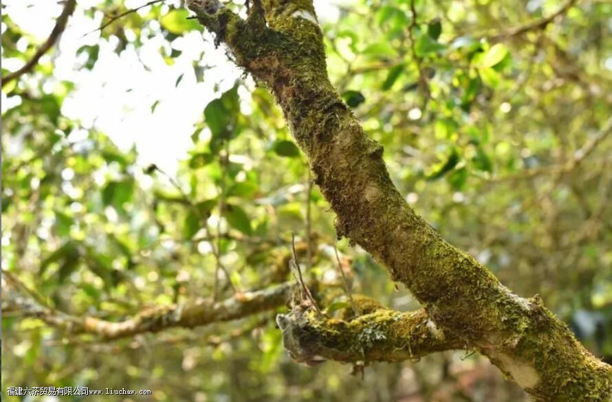 乔木型茶树的特点 乔木型茶树的特点