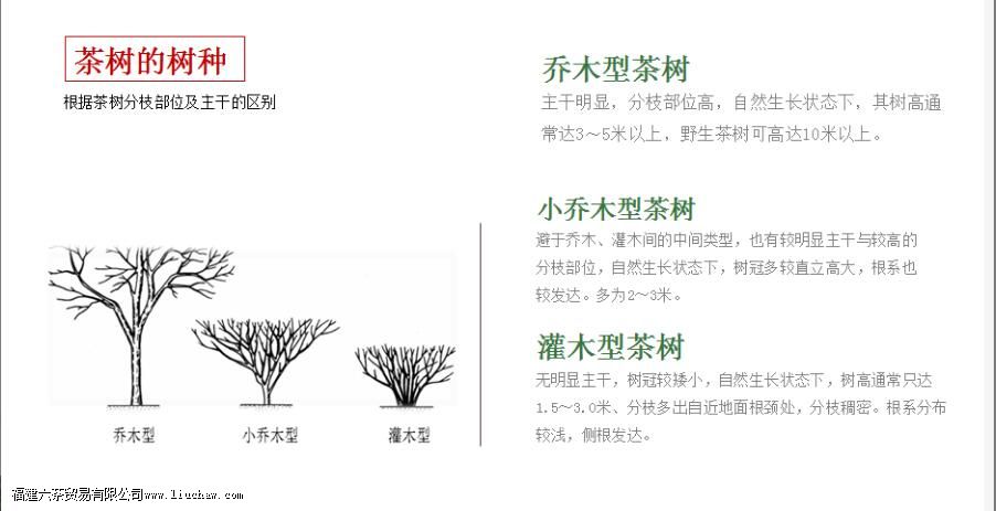 乔木型茶树的特点 乔木型茶树的特点