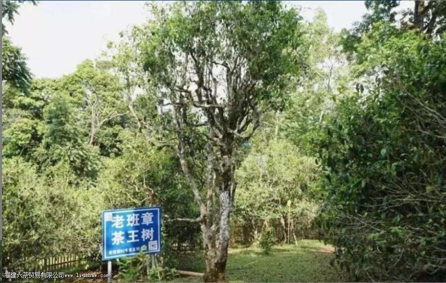 乔木型茶树的特点 乔木型茶树的特点