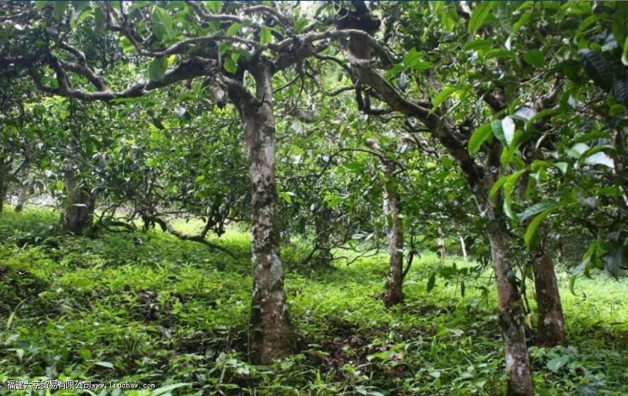 乔木型茶树的特点 乔木型茶树的特点