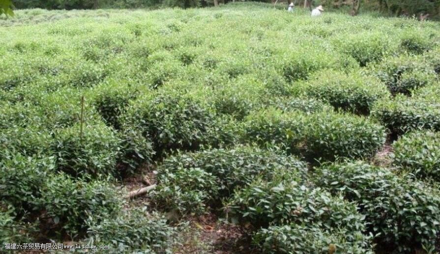 乔木型茶树的特点 乔木型茶树的特点