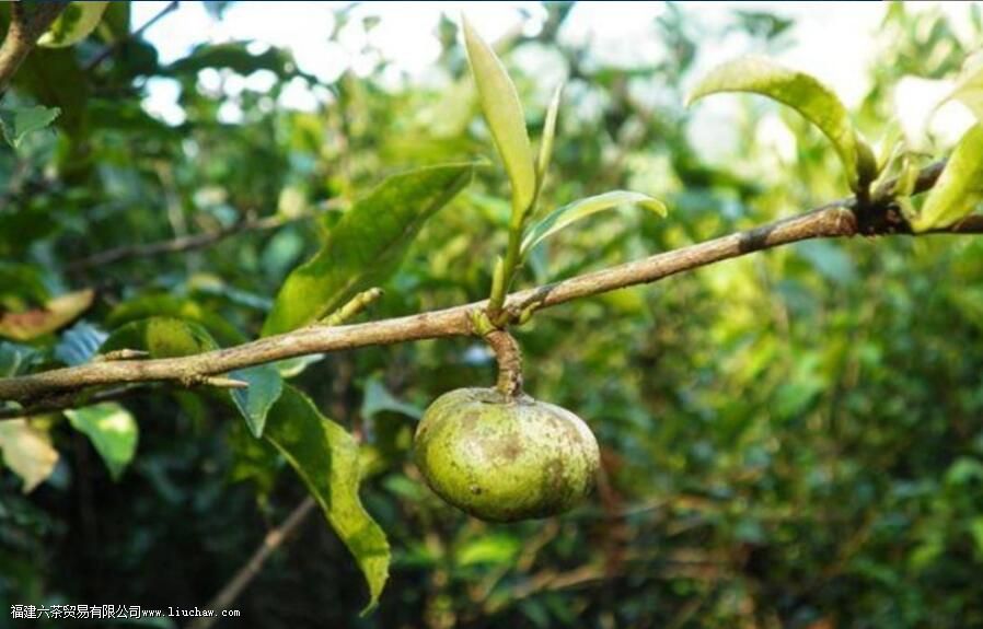 乔木型茶树的特点 乔木型茶树的特点