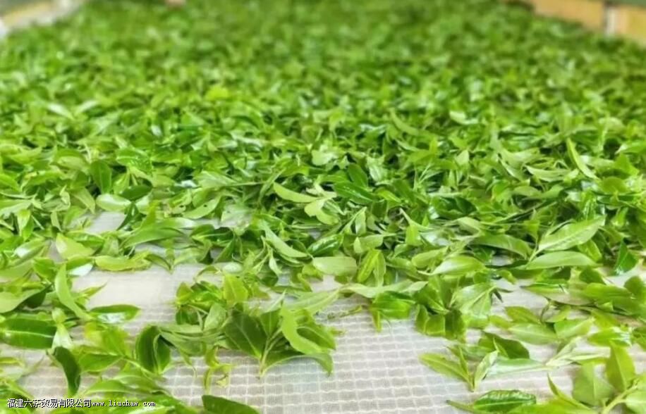 青茶为什么叫青茶 青茶为什么叫青茶