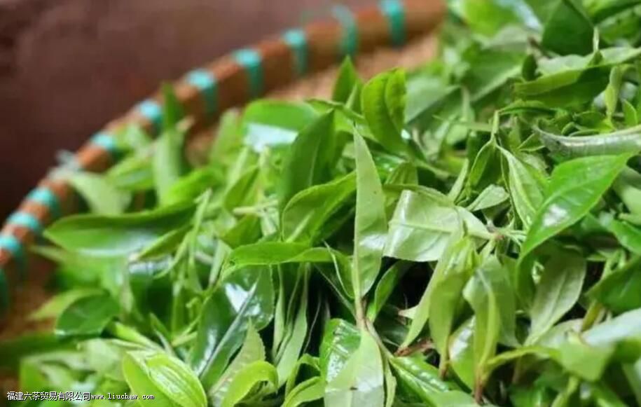 青茶为什么叫青茶 青茶为什么叫青茶