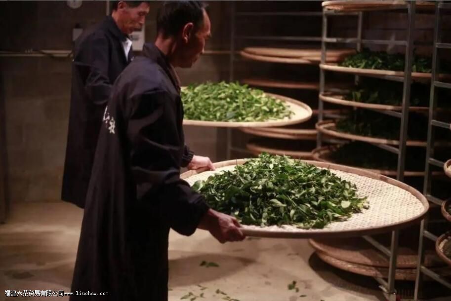 青茶为什么叫青茶 青茶为什么叫青茶