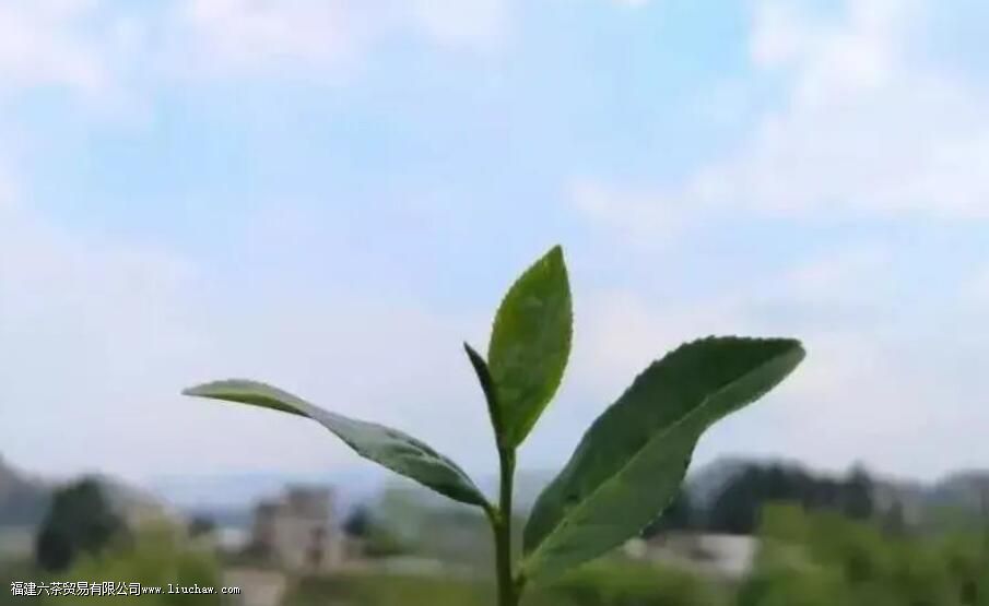 �����ʲôʱ���ժ��