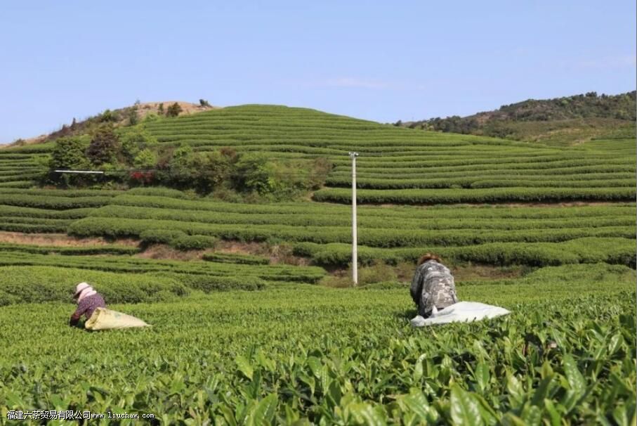 �����ʲôʱ���ժ��