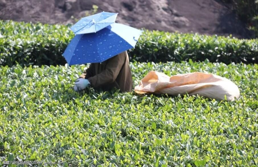 �����ʲôʱ���ժ��