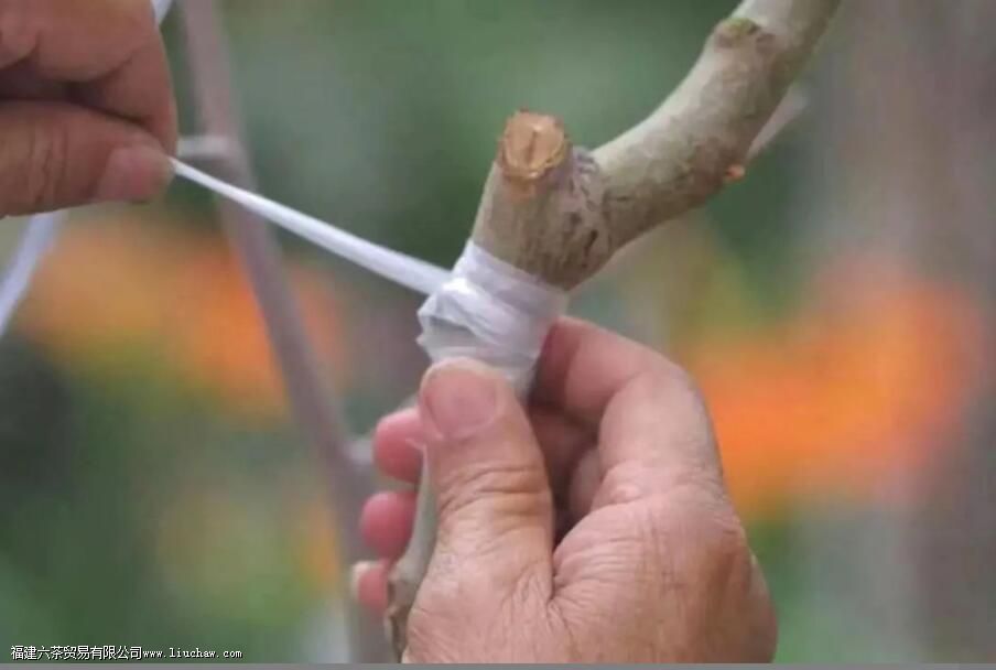 Ȧ֦�̺Ͳ�֦�̾�����ʲô Ȧ֦�̺Ͳ�֦�������