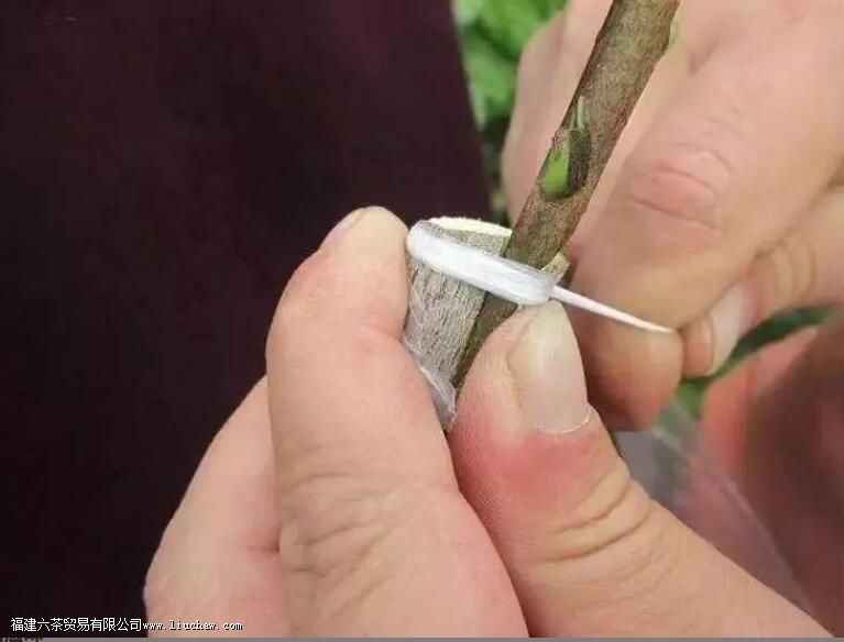 Ȧ֦�̺Ͳ�֦�̾�����ʲô Ȧ֦�̺Ͳ�֦�������