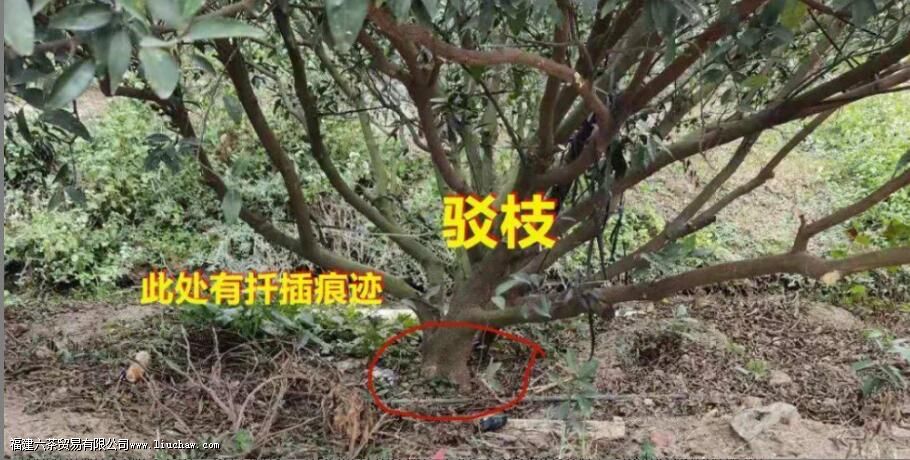 Ȧ֦�̺Ͳ�֦�̾�����ʲô Ȧ֦�̺Ͳ�֦�������