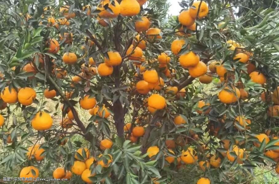 Ȧ֦�̺Ͳ�֦�̾�����ʲô Ȧ֦�̺Ͳ�֦�������