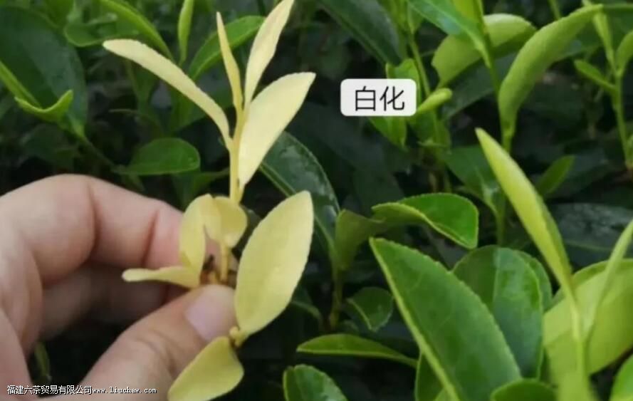 如何理解白化茶 白化茶的表现与特征解析 如何理解白化茶 白化茶的表现与特征解析