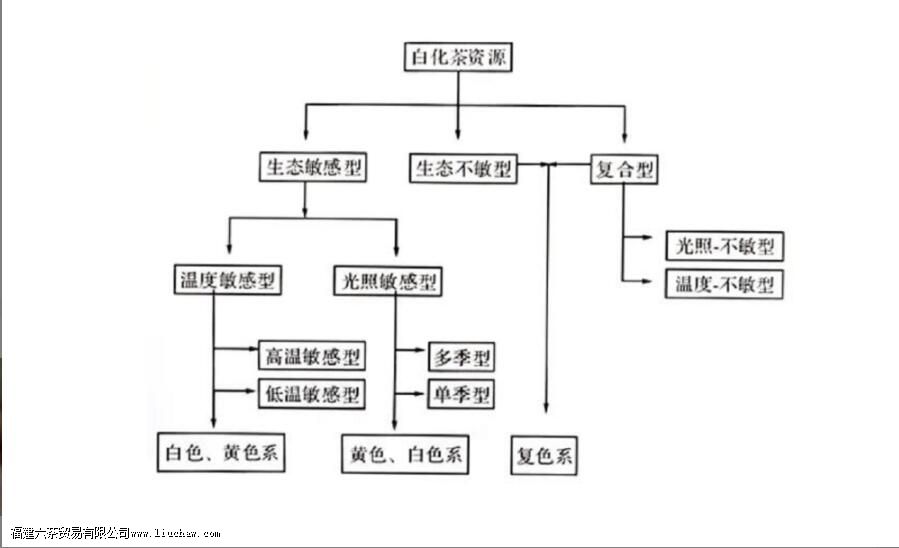 如何理解白化茶 白化茶的表现与特征解析 如何理解白化茶 白化茶的表现与特征解析