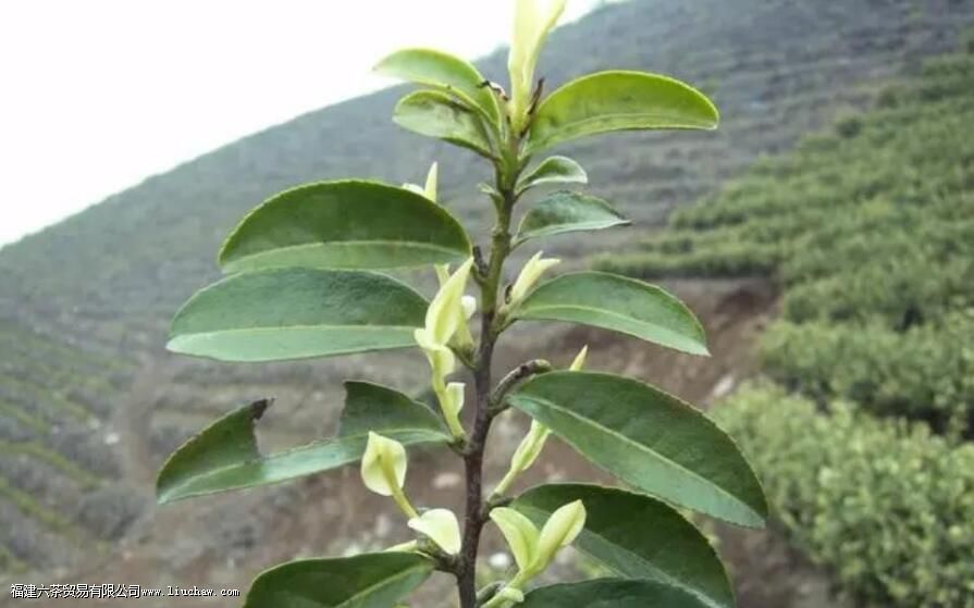 如何理解白化茶 白化茶的表现与特征解析 如何理解白化茶 白化茶的表现与特征解析