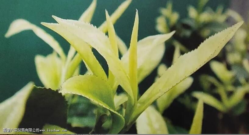 如何理解白化茶 白化茶的表现与特征解析 如何理解白化茶 白化茶的表现与特征解析