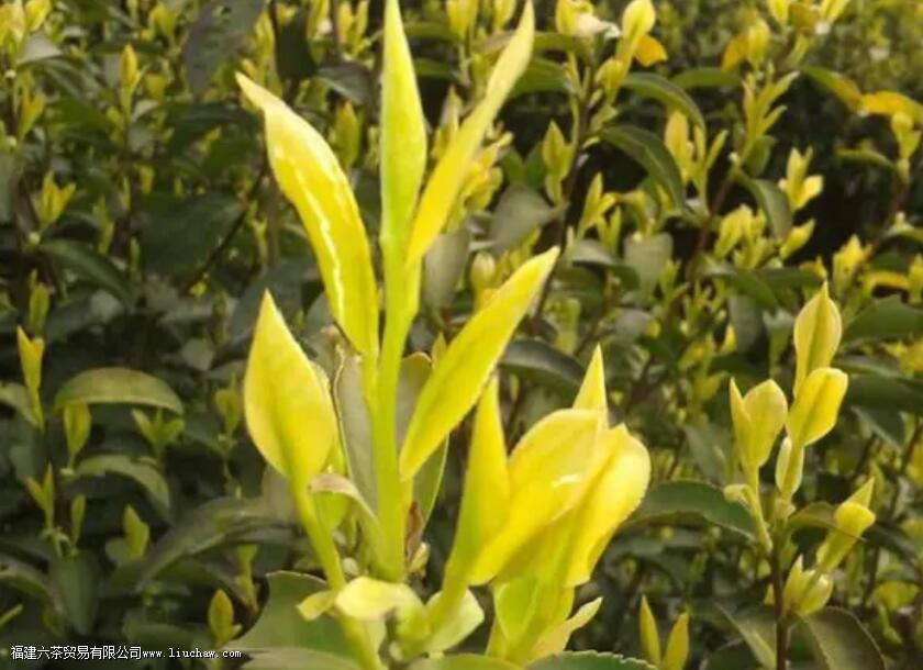 如何理解白化茶 白化茶的表现与特征解析 如何理解白化茶 白化茶的表现与特征解析