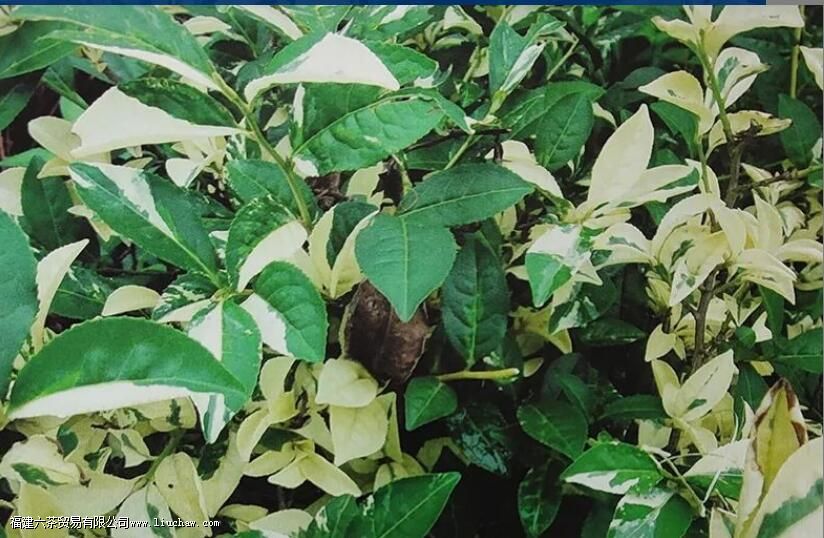 如何理解白化茶 白化茶的表现与特征解析 如何理解白化茶 白化茶的表现与特征解析