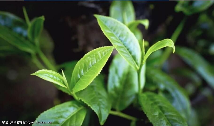 ɹ���̲�����Щ��