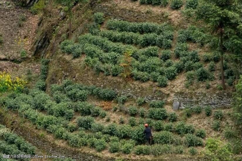 ʲô����������