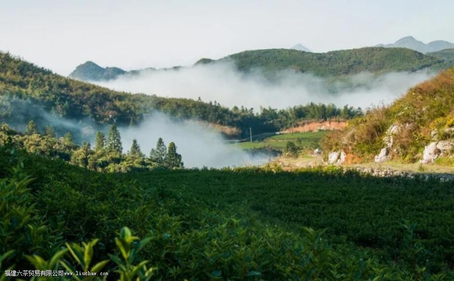什么是百两茶有哪些特点 什么是百两茶有哪些特点
