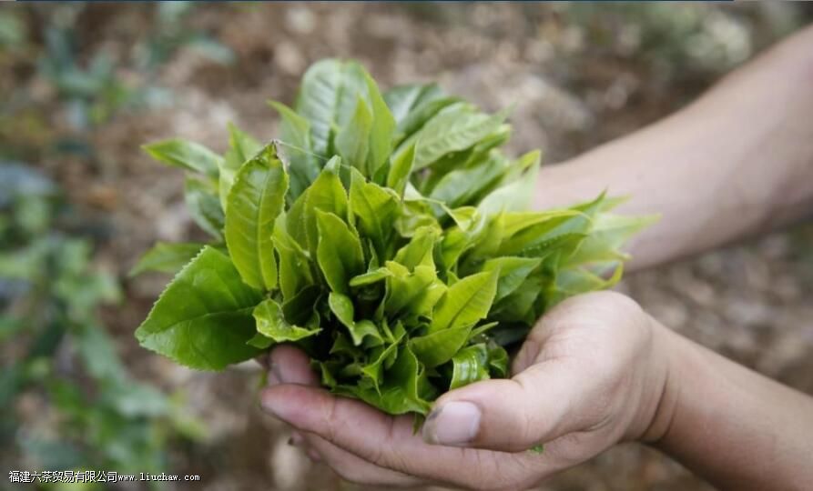 什么是茶叶的加工 什么是茶叶的加工