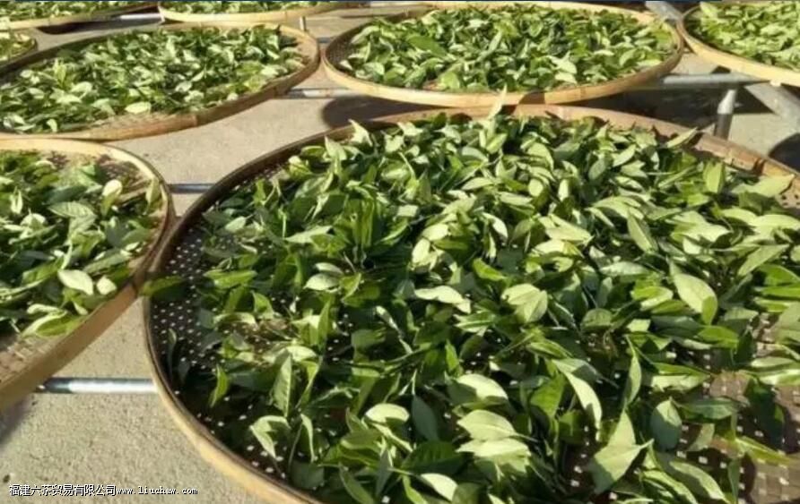 什么是茶叶的加工 什么是茶叶的加工