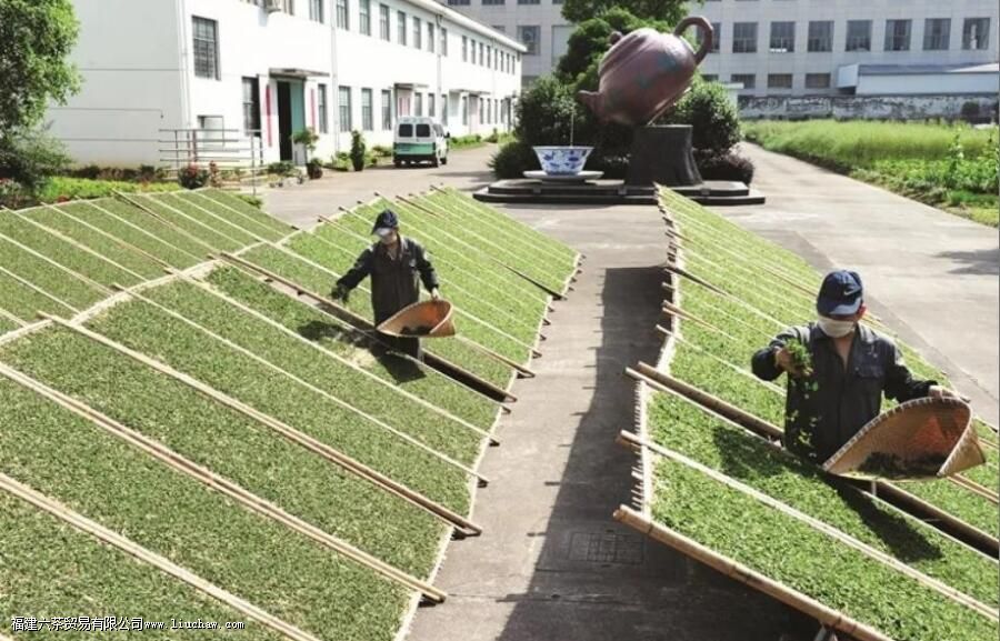 什么是茶叶的加工 什么是茶叶的加工