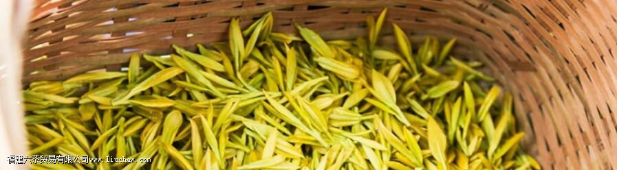 什么是黄茶制作中的关键工艺 什么是黄茶制作中的关键工艺