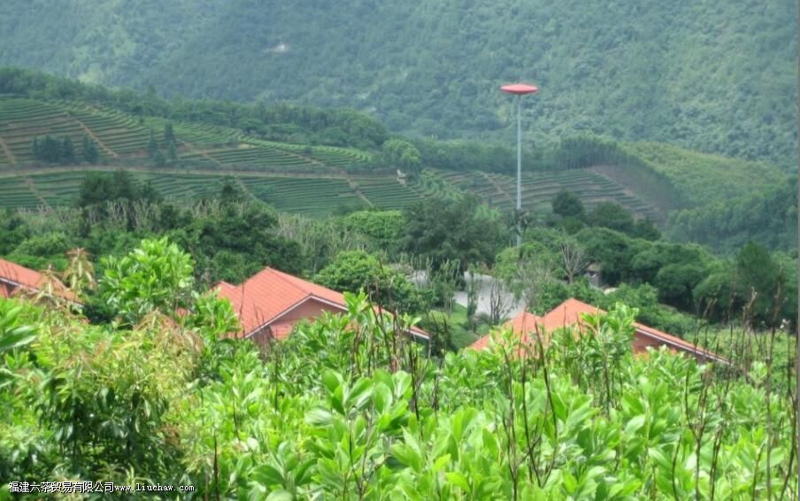 什么有茶树良种宝库之称 什么有茶树良种宝库之称