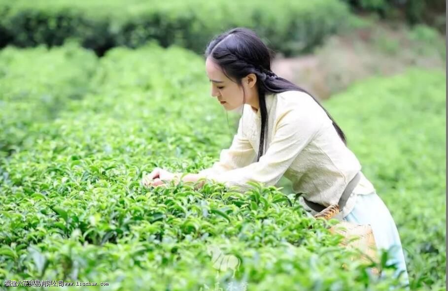 什么有茶树良种宝库之称 什么有茶树良种宝库之称