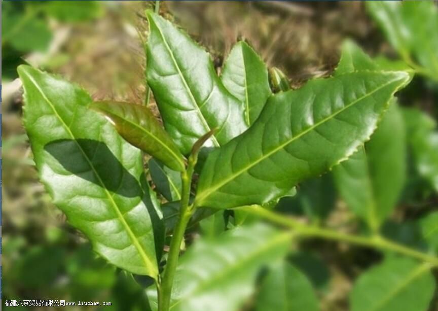 什么有茶树良种宝库之称 什么有茶树良种宝库之称