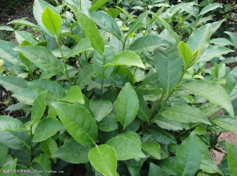什么有茶树良种宝库之称 什么有茶树良种宝库之称