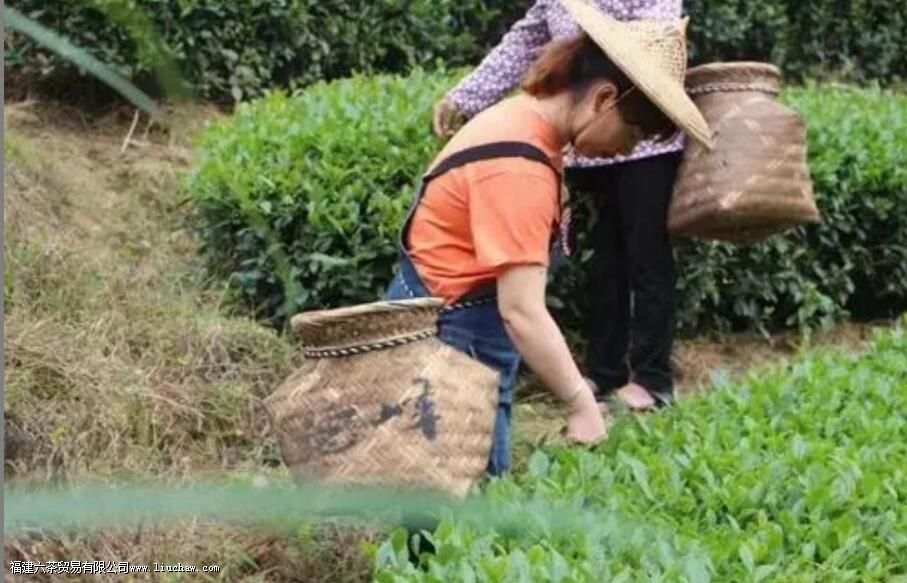 什么有茶树良种宝库之称 什么有茶树良种宝库之称