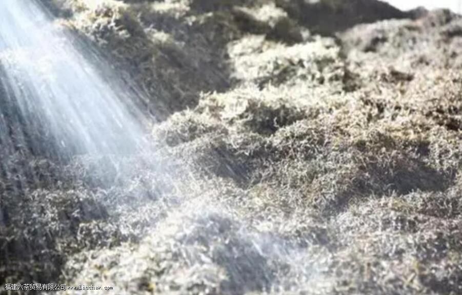 熟普洱茶的发酵时间是多久 熟普洱茶的发酵时间是多久