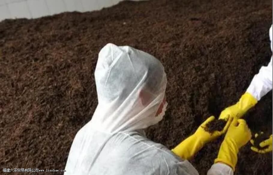 熟普洱茶的发酵时间是多久 熟普洱茶的发酵时间是多久