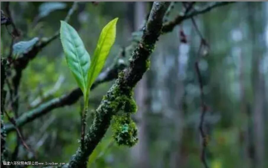 ˮ��ľ������ص�