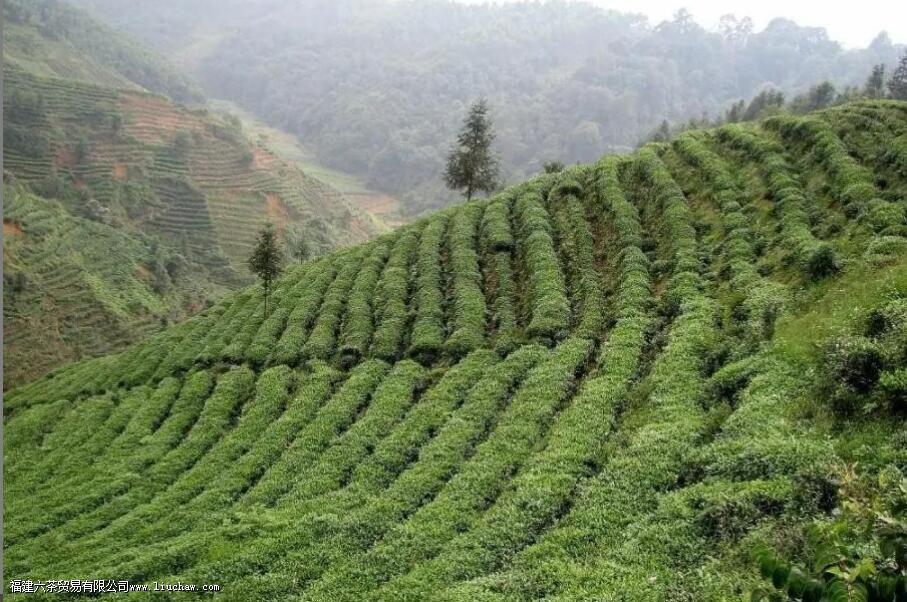 �Ĵ���ֲ�����������Щ