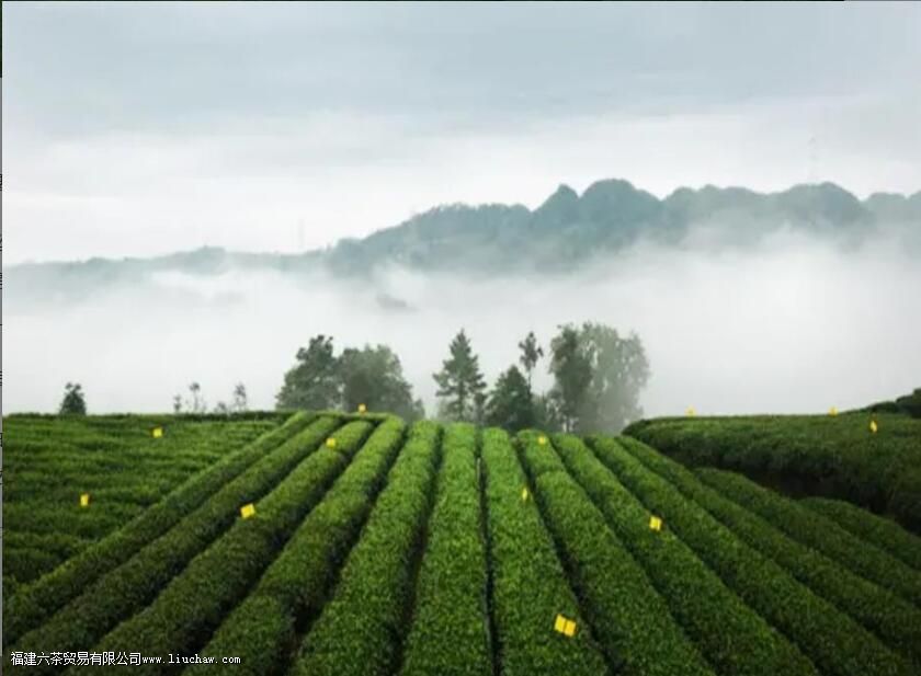 �Ĵ���ֲ�����������Щ