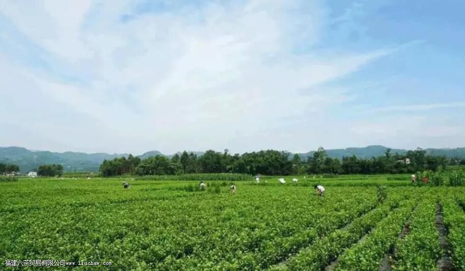 �Ĵ���ֲ�����������Щ